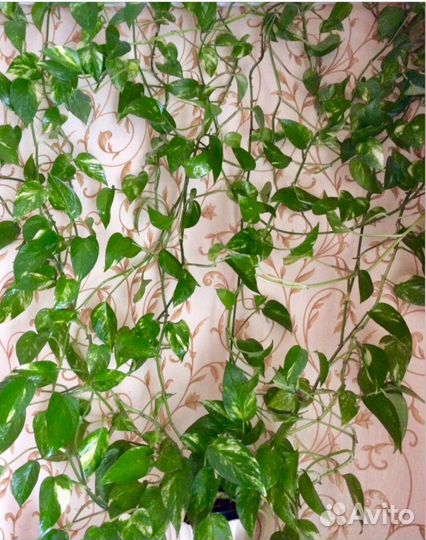 Сциндапсус