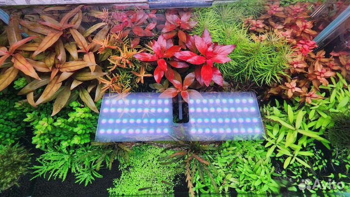 Аквариумные растения