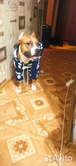 Одежда для собак