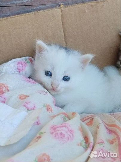 Котята в хорошие руки. 2 девочки