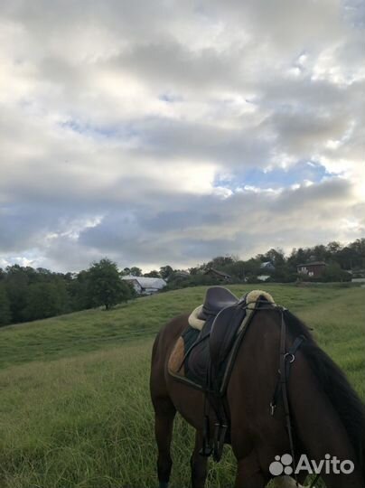 Конные прогулки/занятия по верховой езде