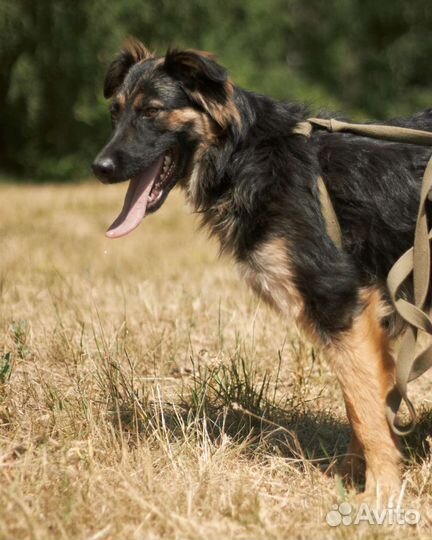 Приезжайте к нам приют и станьте другом собаке