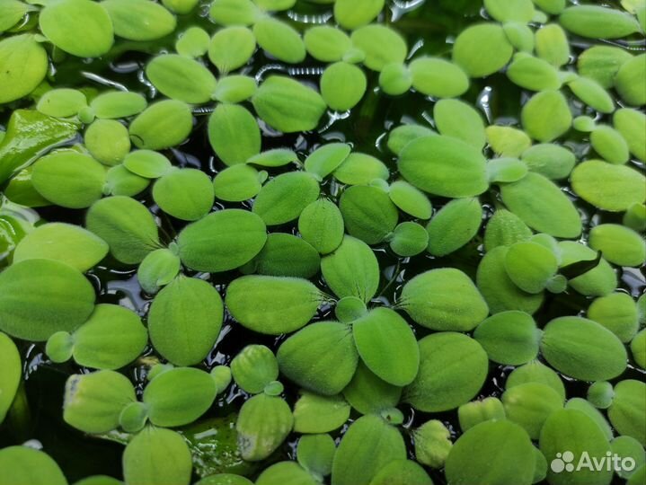 Растение для аквариума пистия