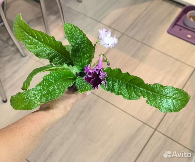 Стрептокарпусы