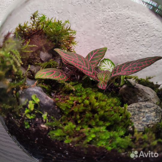 Флорариум для ленивых