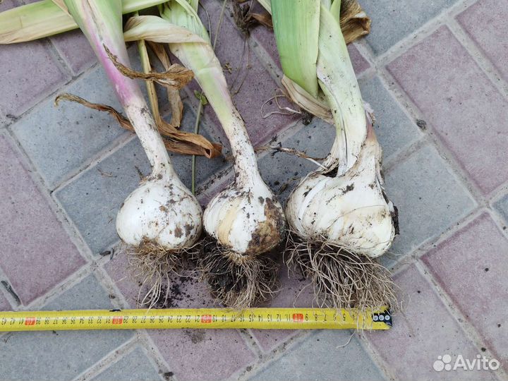 Чеснолук огромный