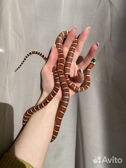 Королевская змея, полоз