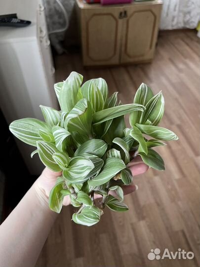 Традесканция срезы