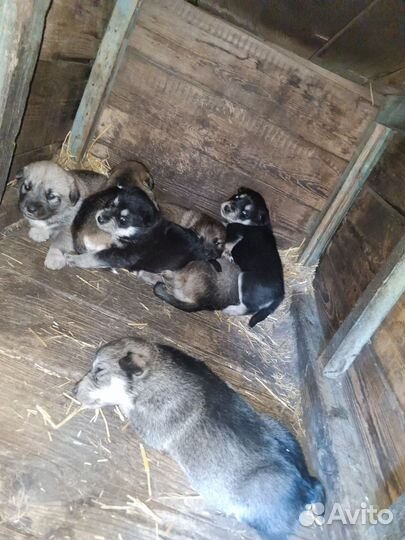 Щенки