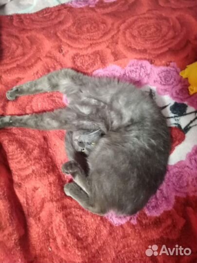Кошки в добрые руки