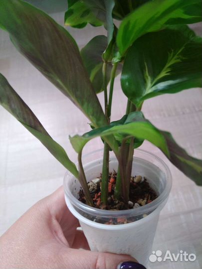 Калатея и ктенанта