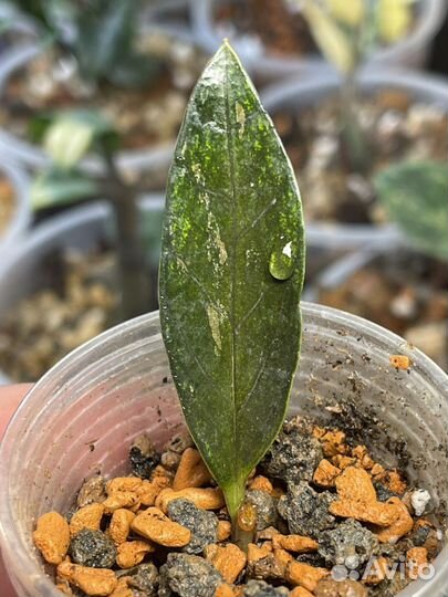 Замиокулькас вариегатный dark zamicro var