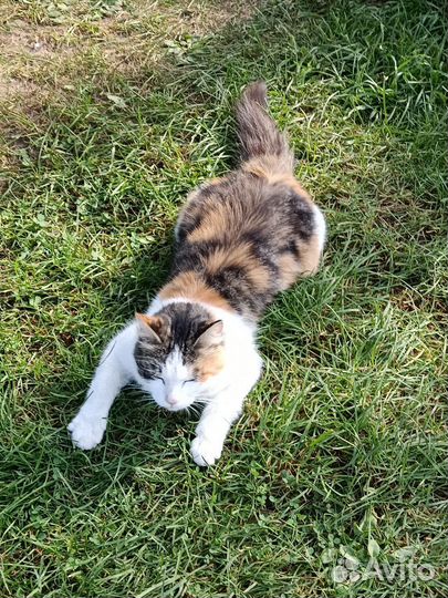 Кошечка Лапуля