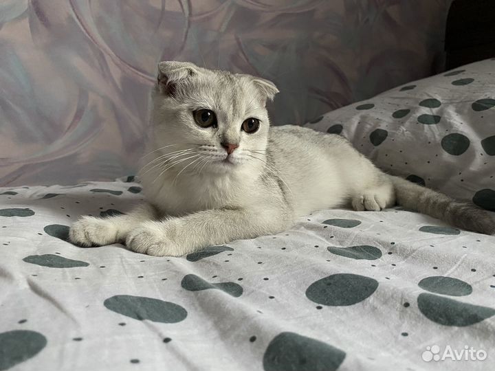 Шотландский вислоухий кот