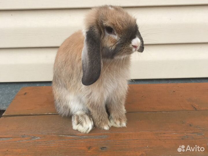 Кролик для вязки