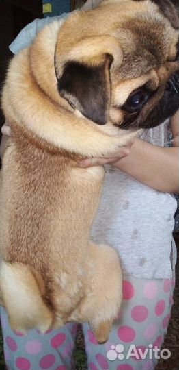 Мопс абрикосового окраса, с род. ждет девочек