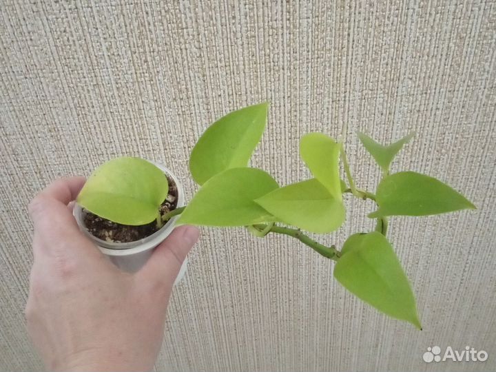 Комнатные растения