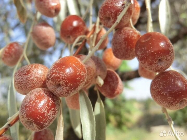 Лох узколистный (Джида)