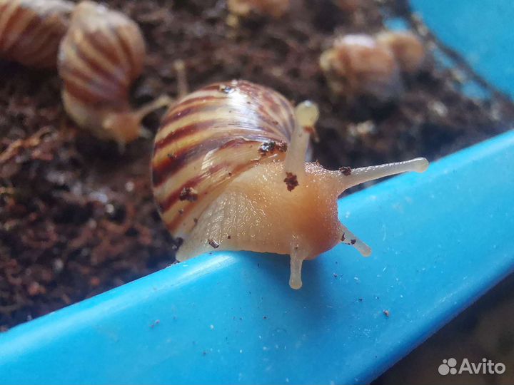 Улитки ахатины бесплатно