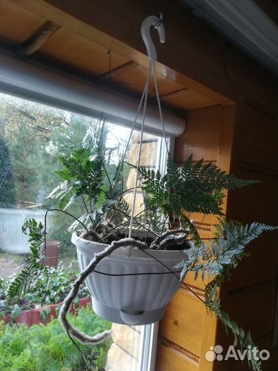 Папоротник Давалия (Паучьи Лапки)