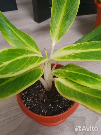 Аглаонема липстик грин