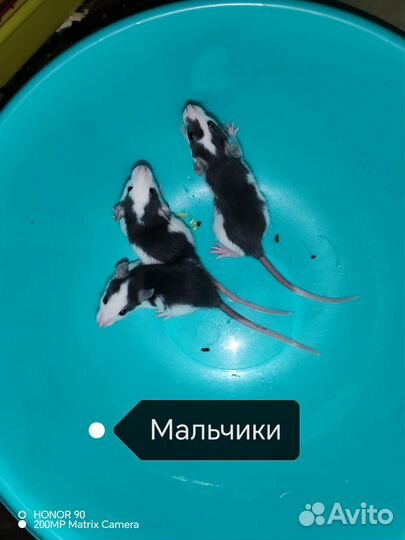 Крыски Хаски