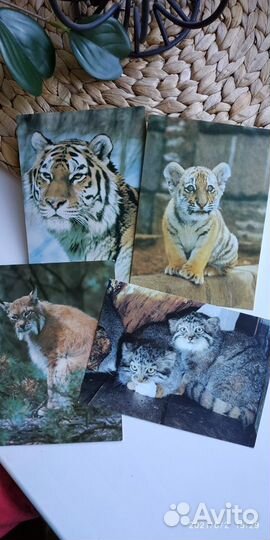 «Открытки времён СССР с животными»