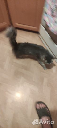 Отдам кошку
