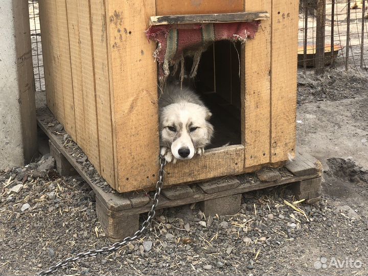 Собака в охрану
