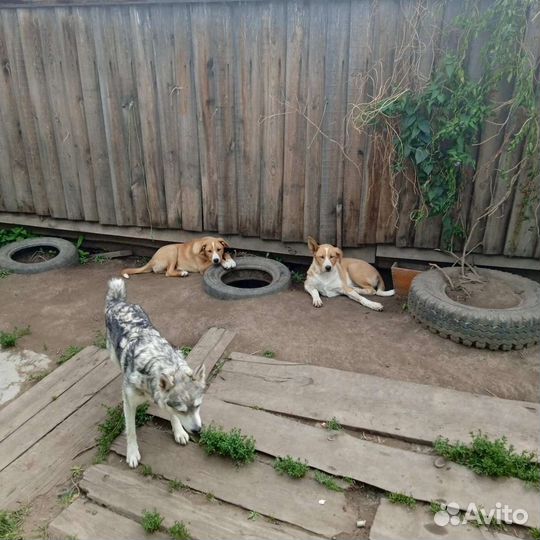 Щенки девочки в добрые руки