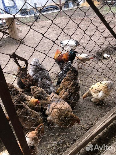 Инкубационное яйцо брамы