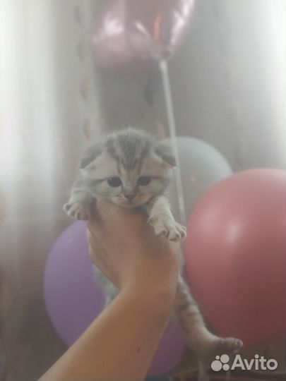 Шотландские котята