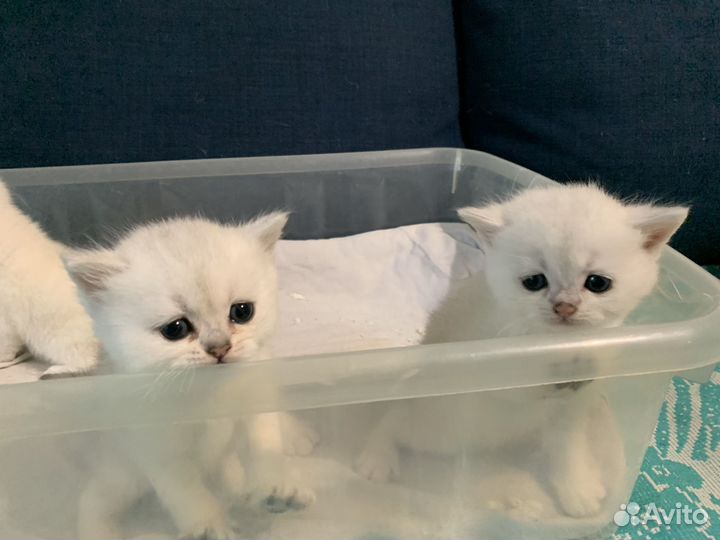 Британская кошка