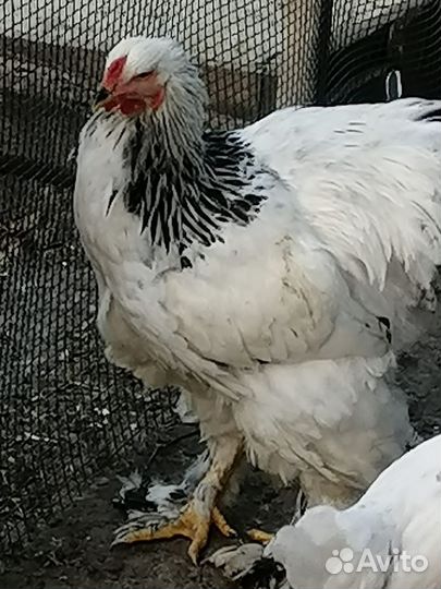 Брама и декоративные петушки