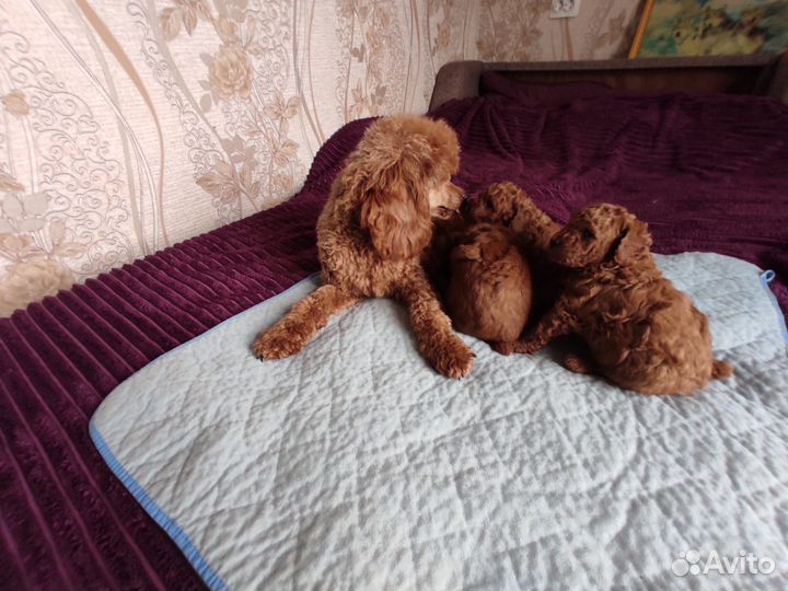 Щенки пудельки
