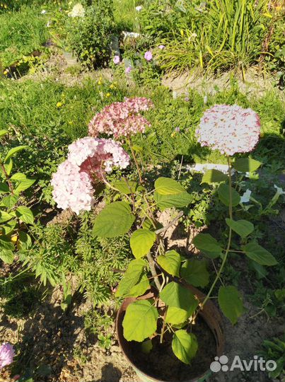 Гортензия Пинк Анабель Кареопсис