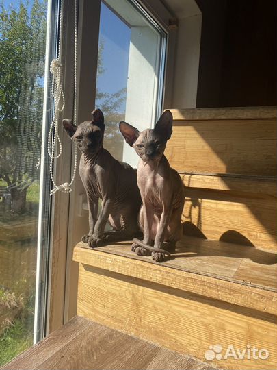 Канадский сфинкс