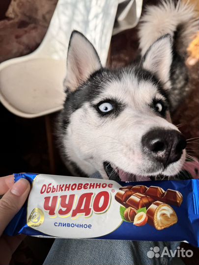 Сибирский хаски бесплатно