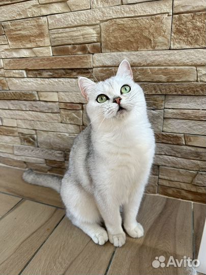 Шотландские шиншилловые девочки