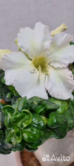 Мини adenium