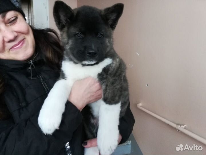 Ам акита щенки