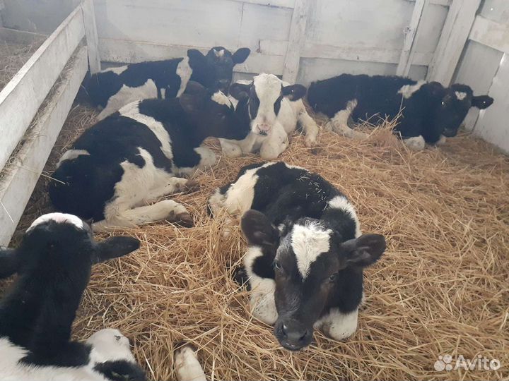 Бычки Тихореч