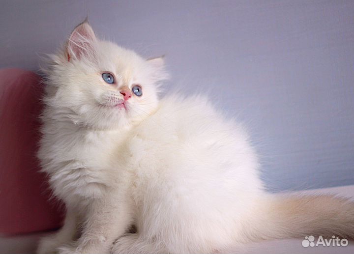 Феличита, длинношерстная ny1133