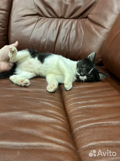 Ласковая малышка (котенок в добрые руки)