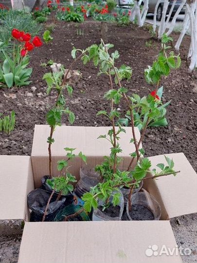 Малина Таруса - саженцы