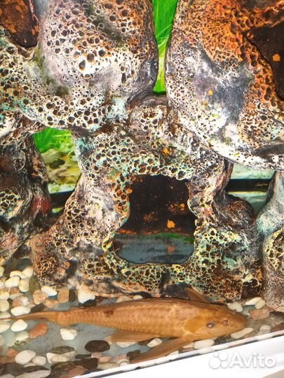 Аквариум с тумбой и аксессуарами на 200 литров