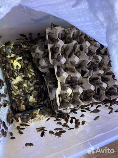 Кормовые мраморные тараканы