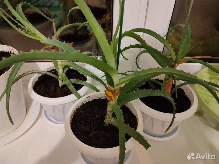 Алоэ столетник