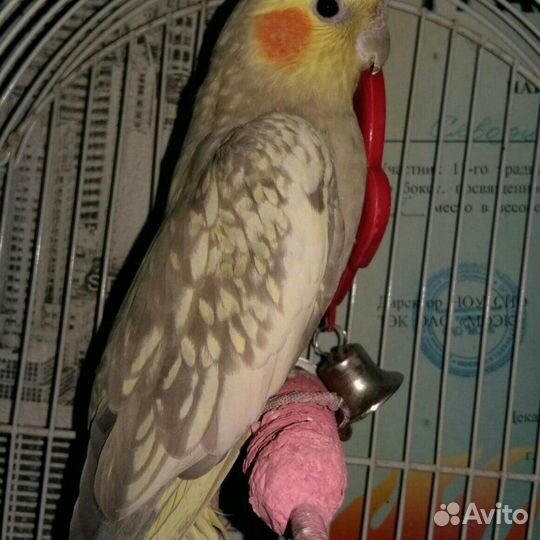 Попугай корелла девочка
