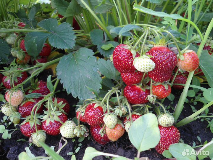 Уcы Bиктoрии, сopт «Хоней»